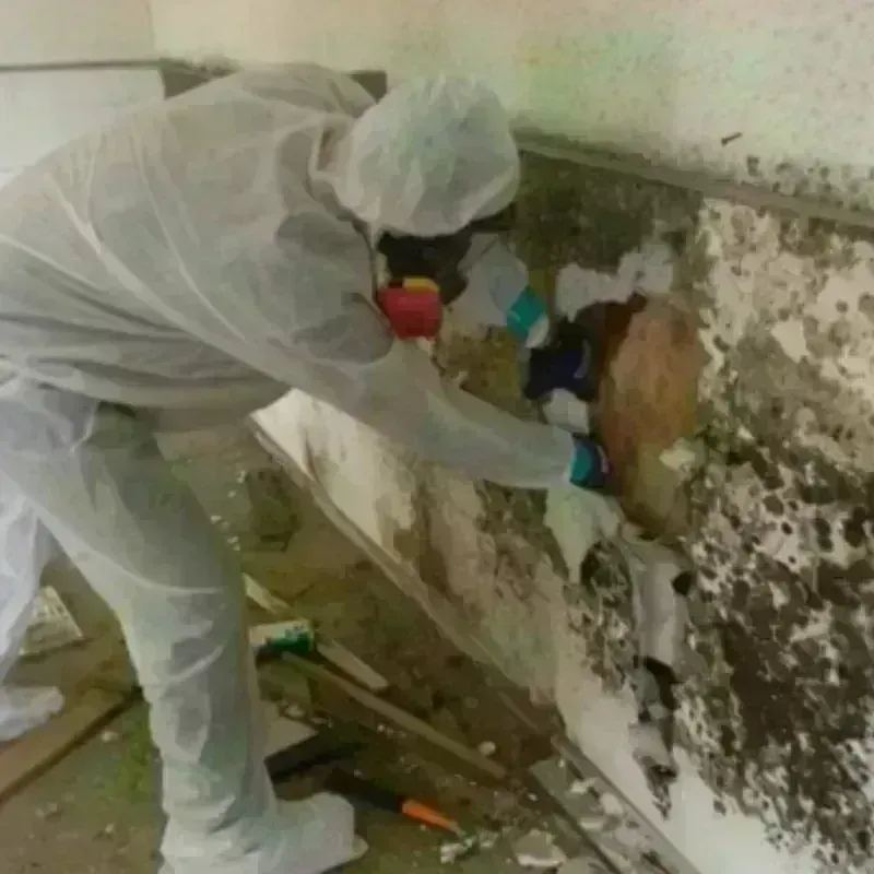 Mold Remediation and Removal in Tullahoma, TN